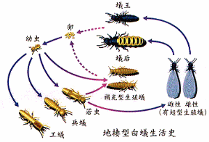 白蟻生長圖