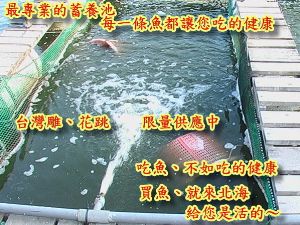 北海送電腦 活魚 現烤　