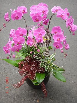 6株蝴蝶蘭盆栽