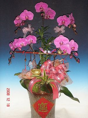 5株蝴蝶蘭盆栽